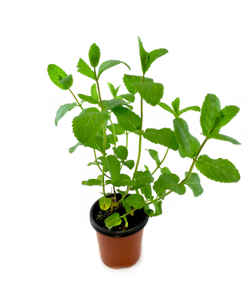 Menta spicata