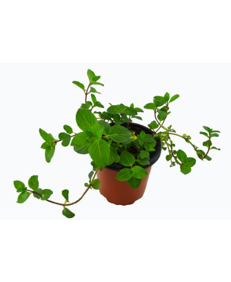 Menta olor jengibre