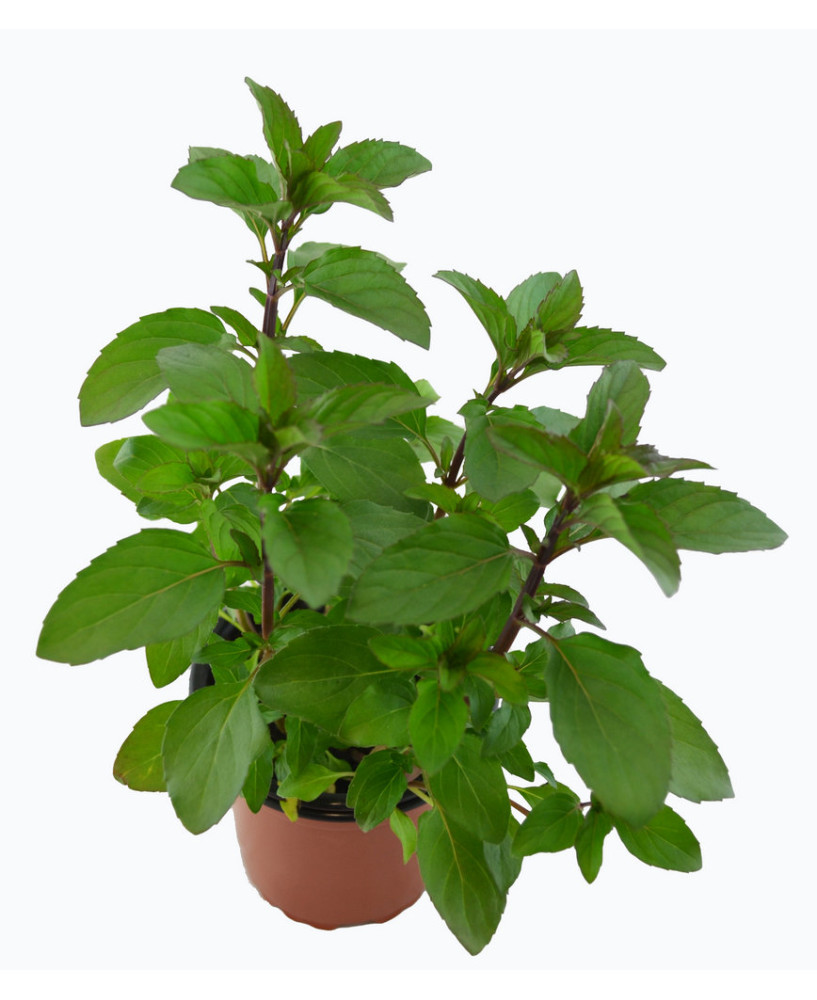Menta olor limón
