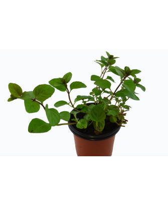Menta olor naranja