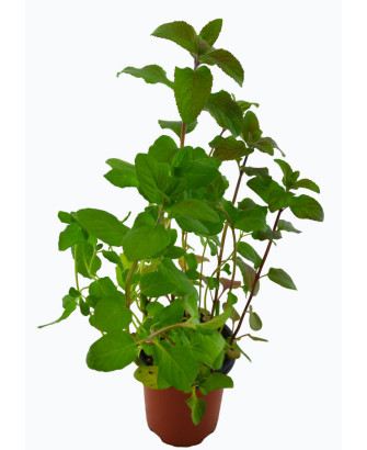 Menta acuática