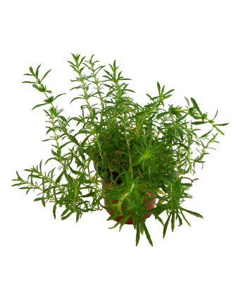 Menta poleo hoja estrecha