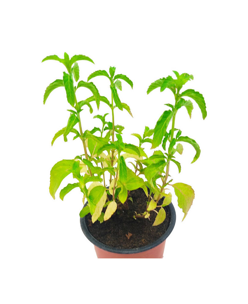 Menta aceite esencial Japonés