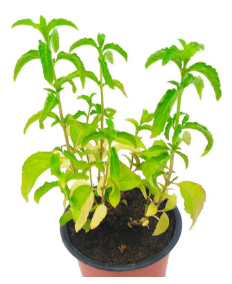Menta aceite esencial Japonés