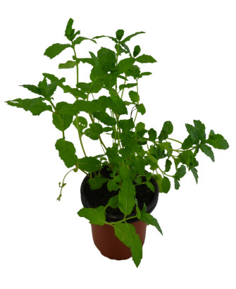 Menta mojito