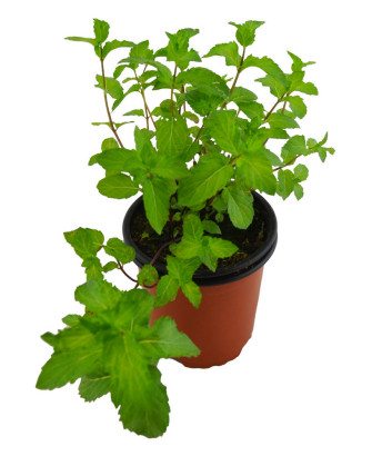 Menta turca