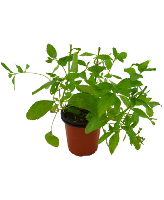 Menta japonesa