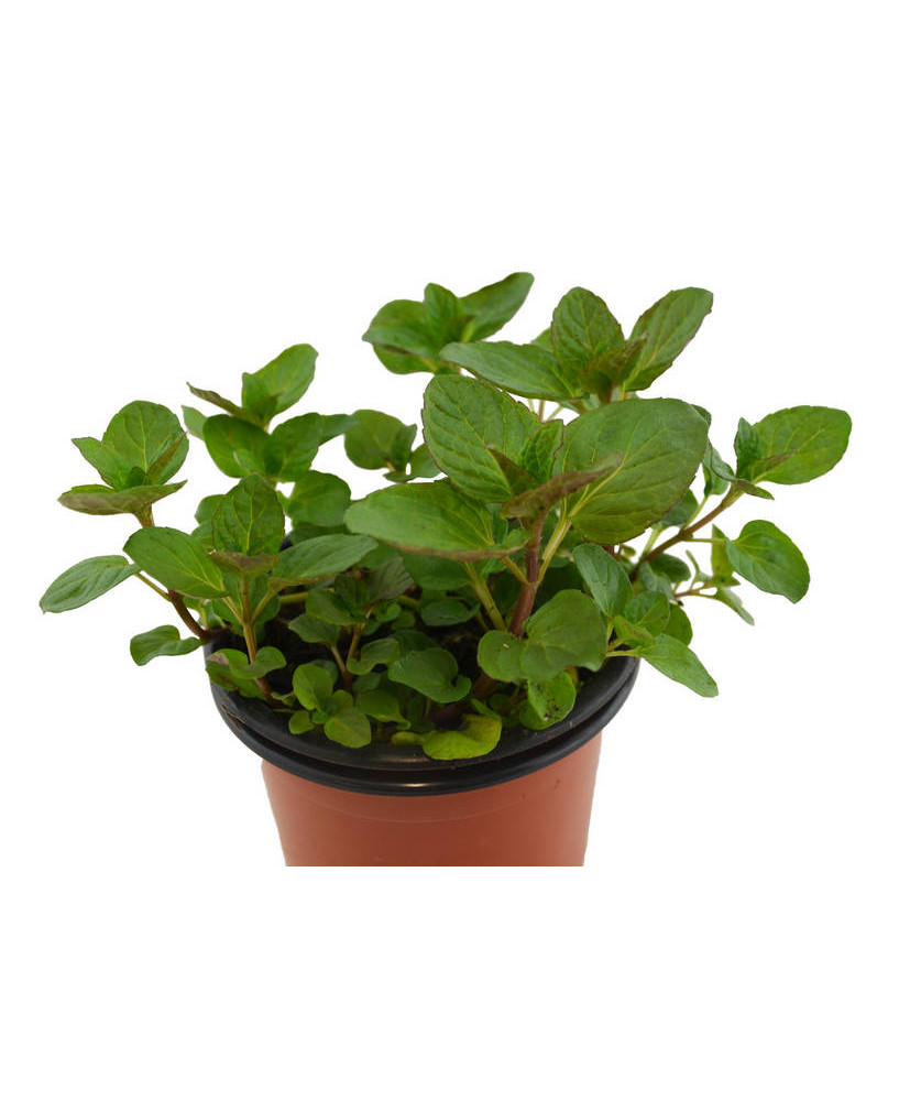 Menta bergamota