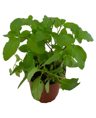 Menta albahaca