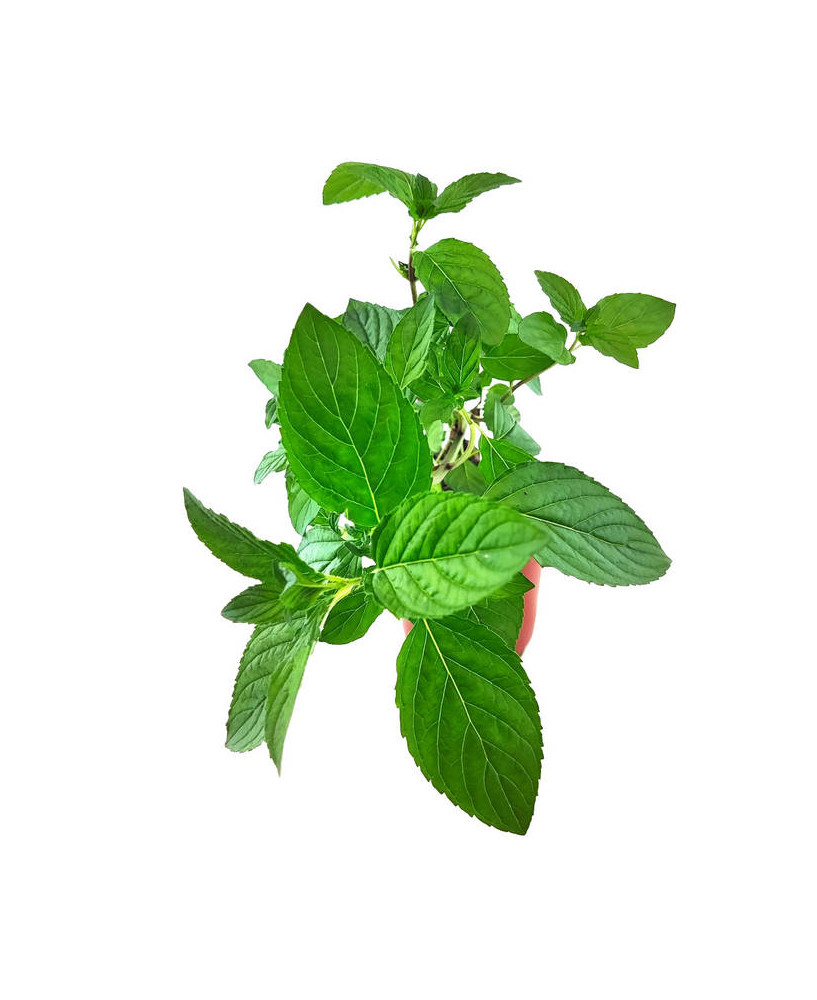 Menta pera
