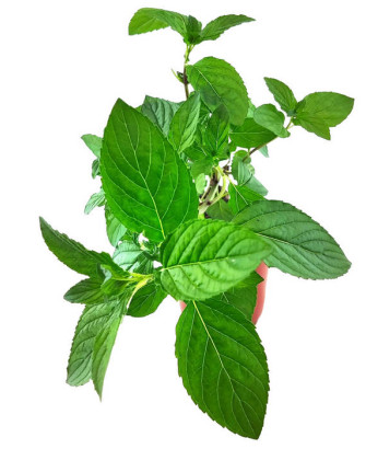 Menta pera