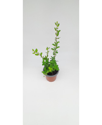 Pyracantha amarilla