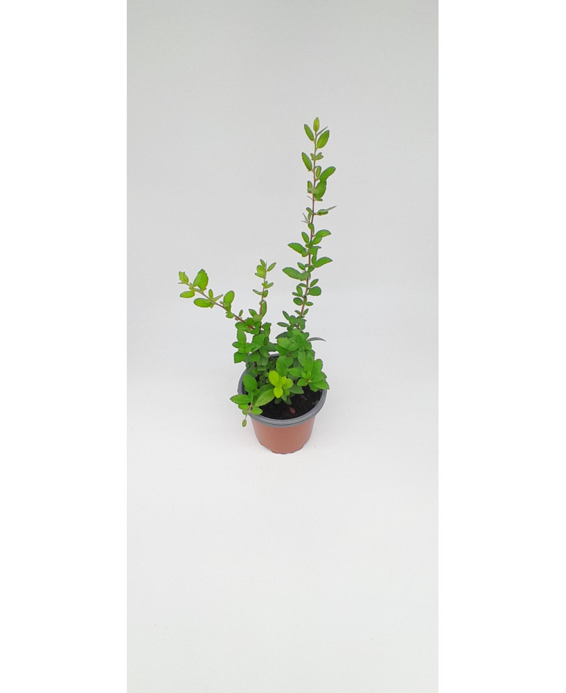 Pyracantha amarilla
