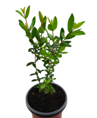 Mirto