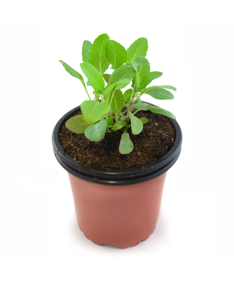 Monarda de limón