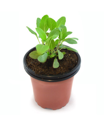 Monarda de limón