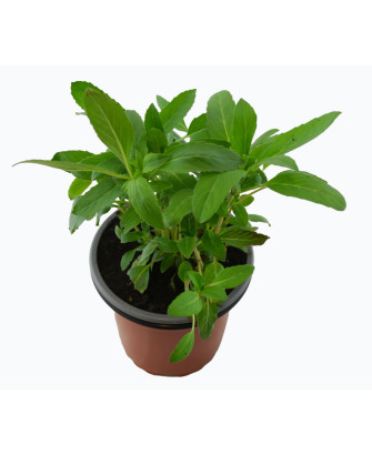 Monarda lambada