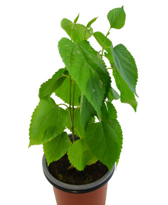 Morera árbol fruto blanco