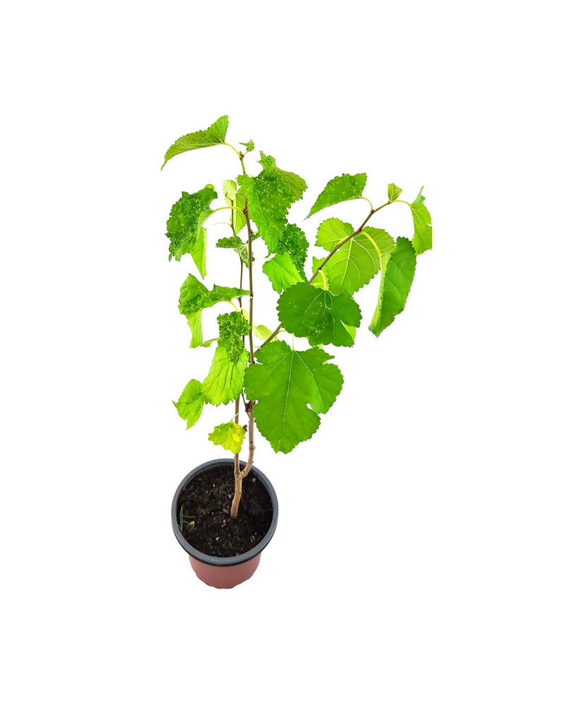 Morera árbol fruto negro