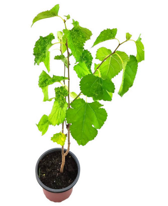 Morera árbol fruto negro