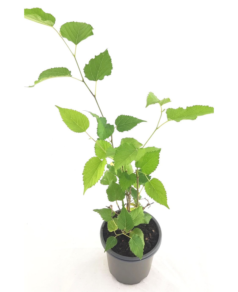 Morera enana "mojo berry"