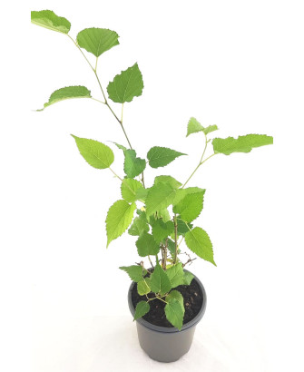 Morera enana "mojo berry"