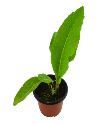 Nabo picante PERENNE