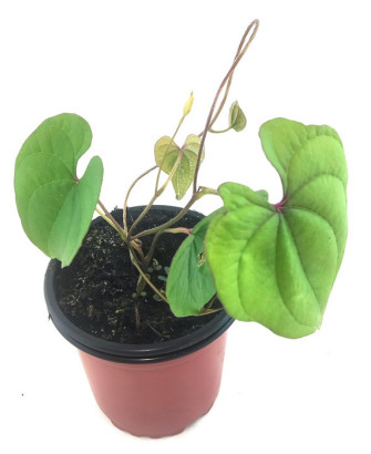 Ñame dioscórea batatas