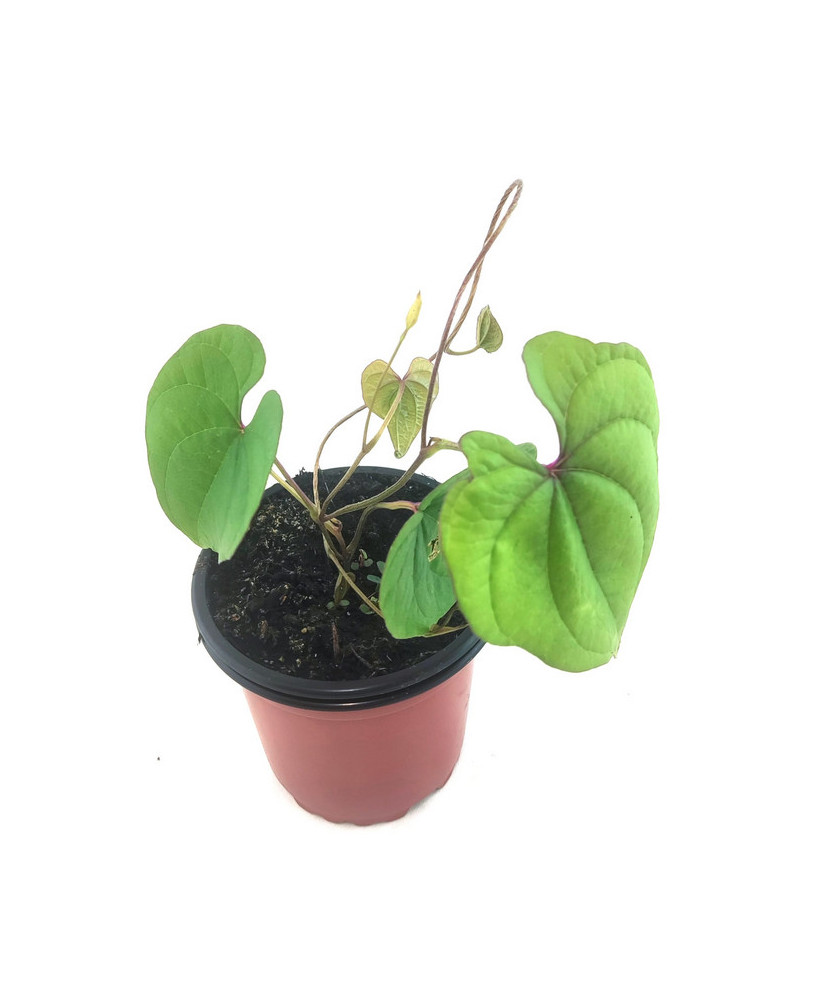 Ñame dioscórea batatas