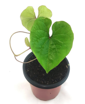 Ñame dioscórea oppositifolia