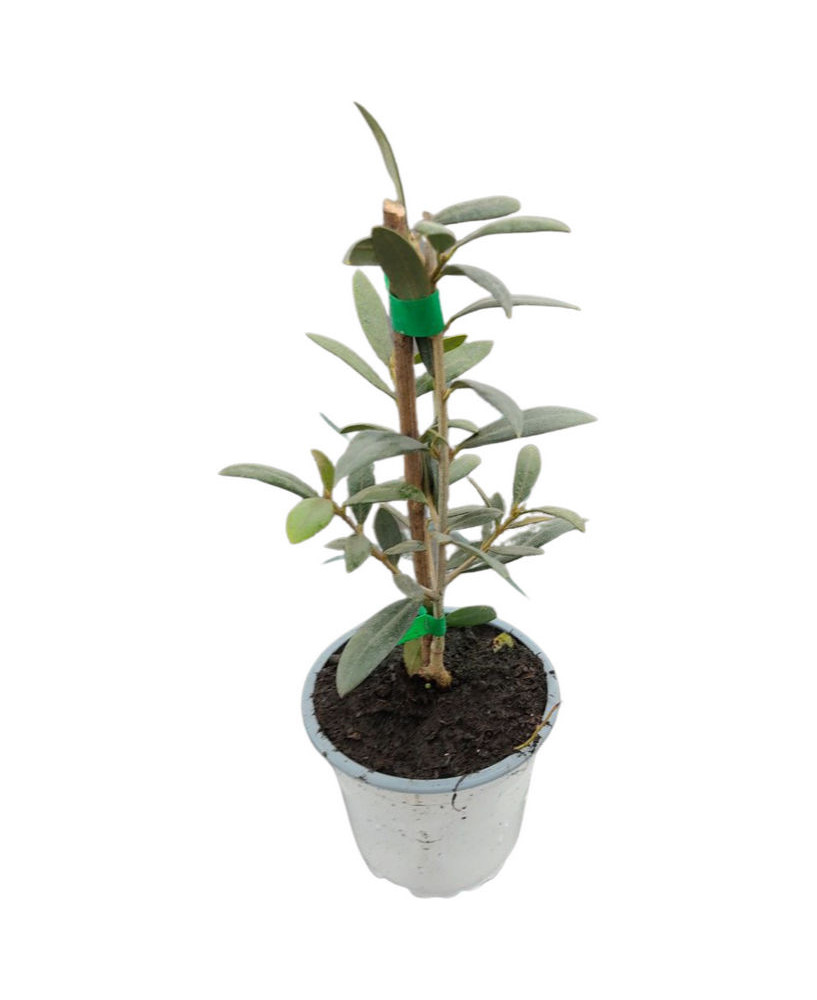 Olivo arbequina Lleida