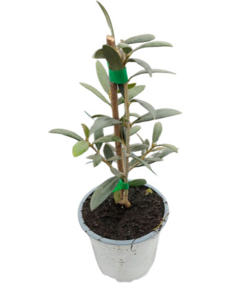 Olivo arbequina Lleida