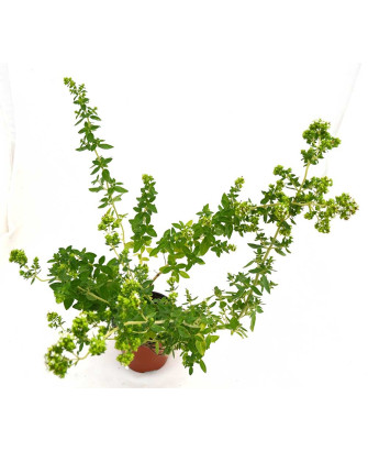 Orégano de Andalucía aromático