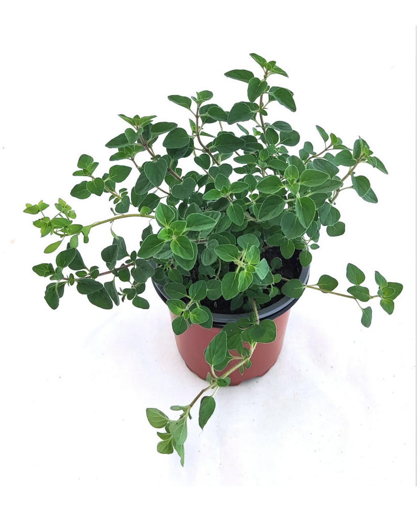 Orégano griego flor rosa