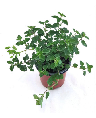 Orégano griego flor rosa