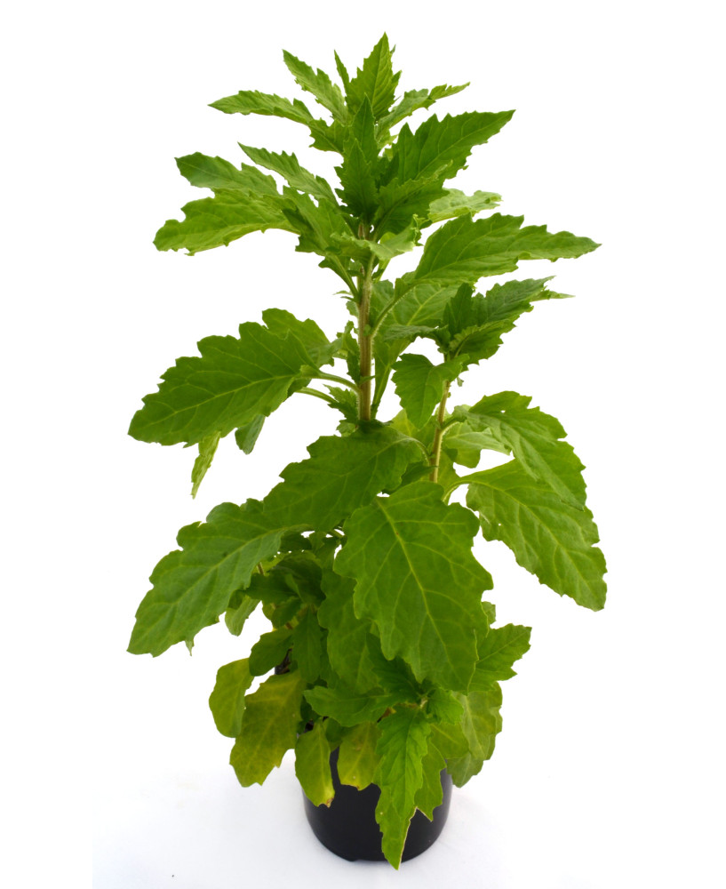 Paico - Epazote verde