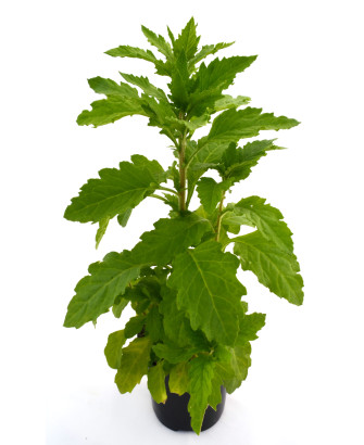 Paico - Epazote verde