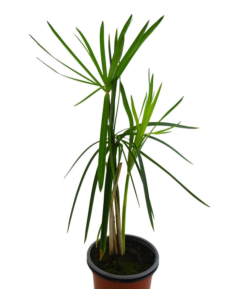 Papiro
