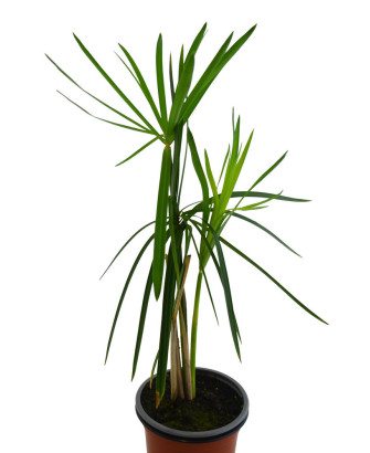Papiro