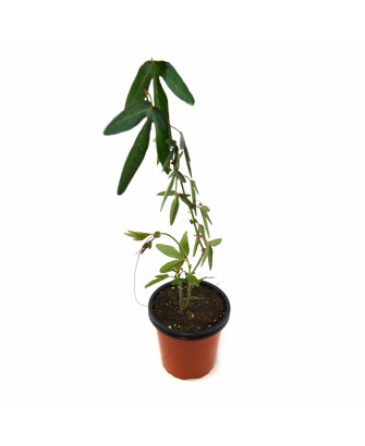 Pasiflora