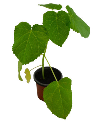 Paulonia elongata