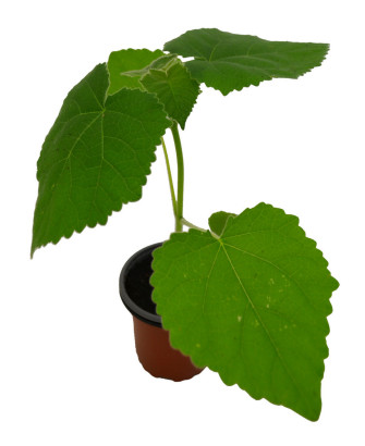 Paulonia fortunei
