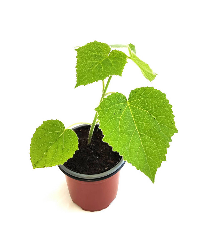 Paulonia tomentosa
