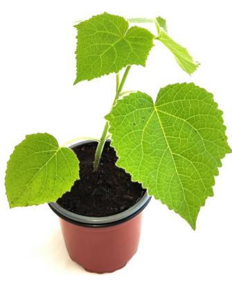Paulonia tomentosa