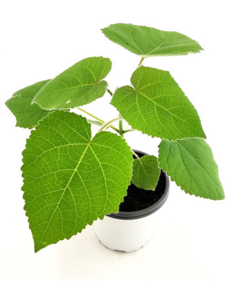 Paulownia hibrida