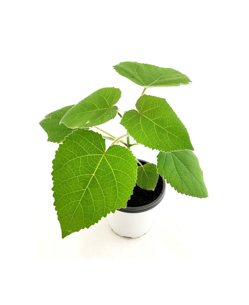 Paulownia hibrida