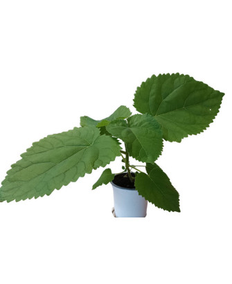 Paulownia híbrida Shang Tong