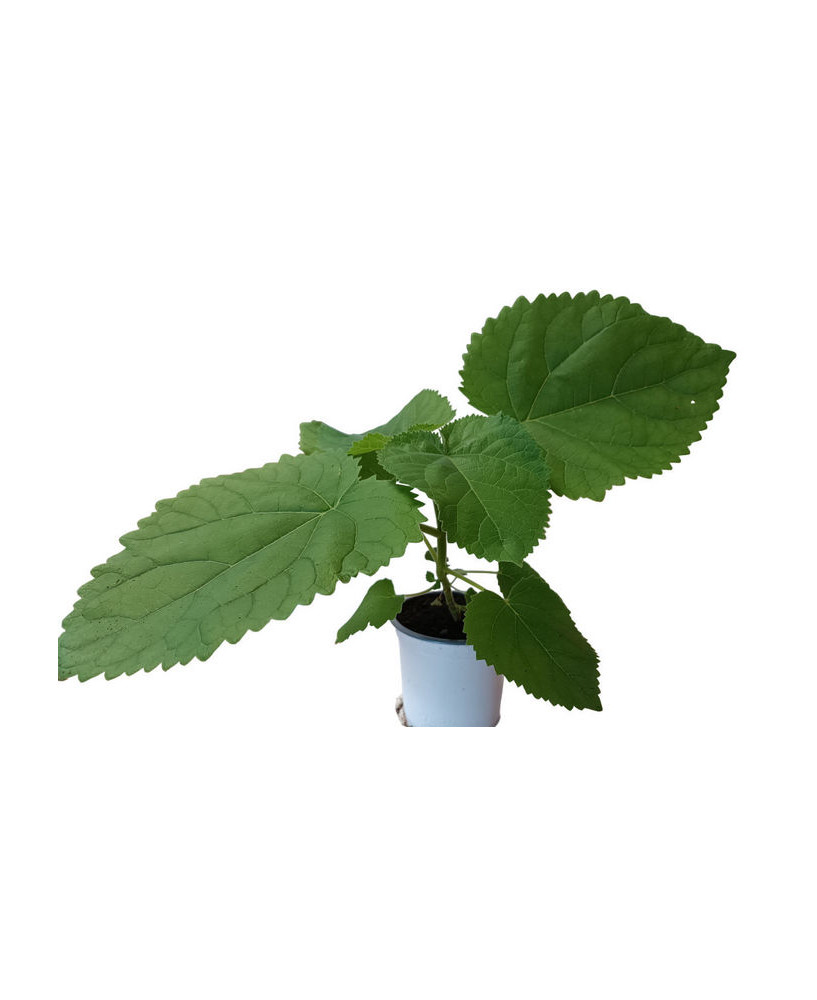 Paulownia híbrida Shang Tong
