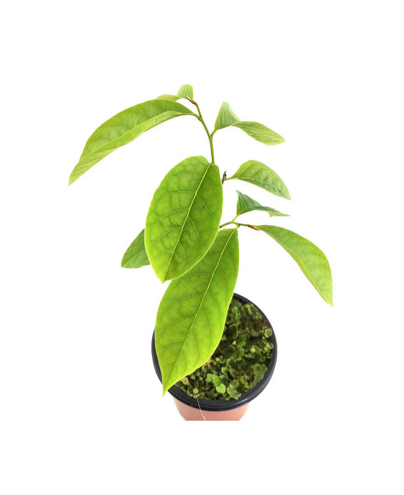 Paw paw macho o hembra