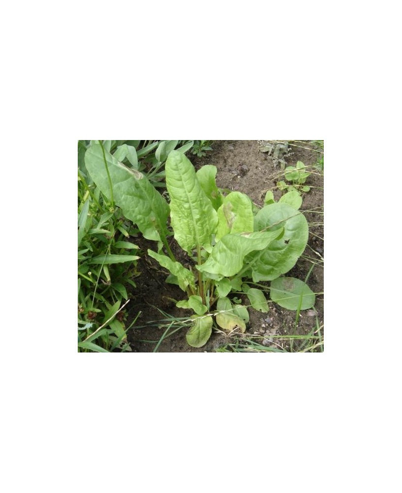 Acedera verde